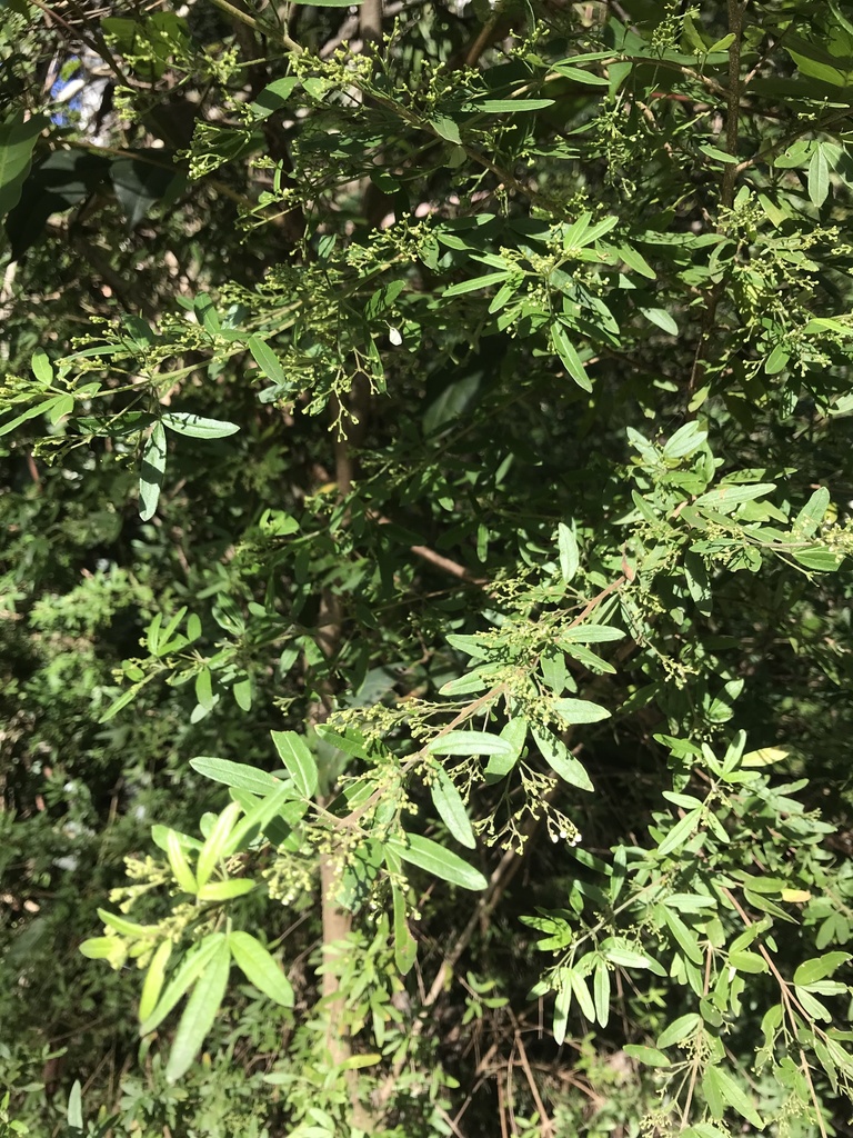 hill Zieria from Tamborine Mountain Botanic Gardens, Eagle Heights, QLD