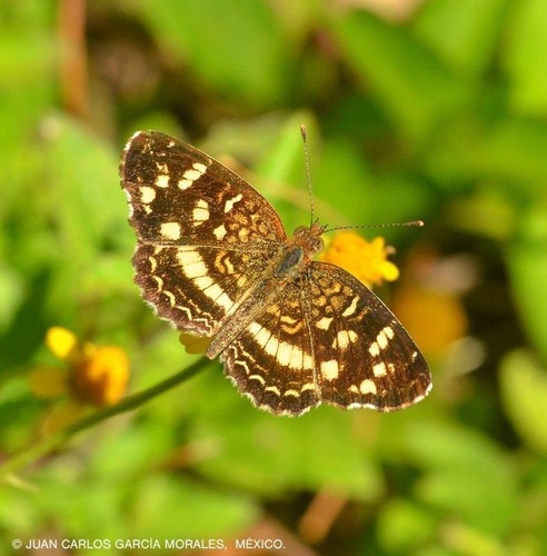 Pale-banded Crescent