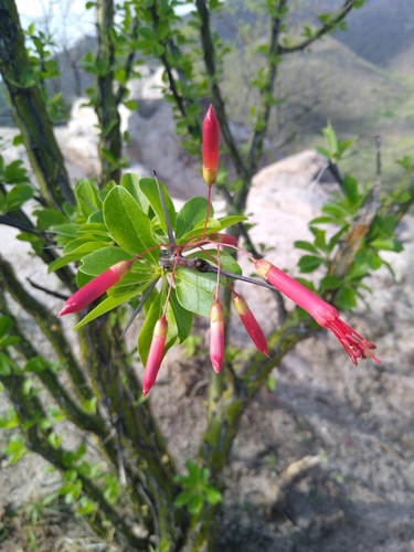 Mexican tree ocotillo