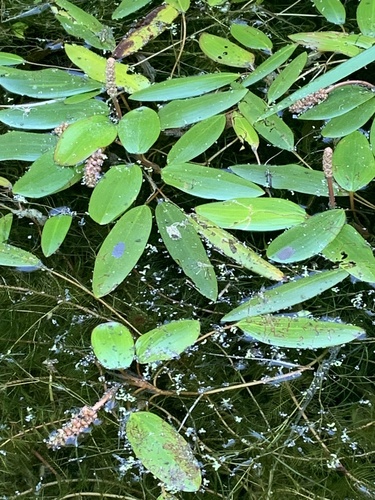 iNaturalist observation photo of Longleaf Pondweed