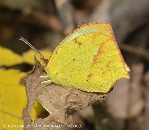 Mexican Yellow