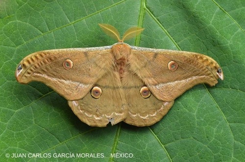 Copaxa lavendera