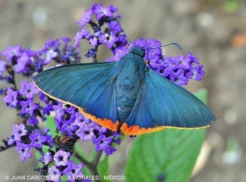 Orange-rimmed Skipper