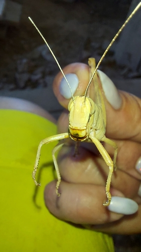 Heteracris pterosticha