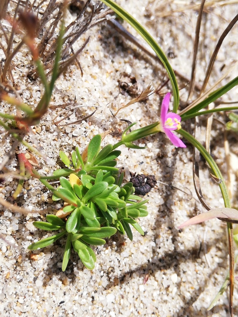 Centaury