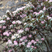 Rhododendron arboreum cinnamomeum - Photo 由 owatts_5 所上傳的 (c) owatts_5，保留所有權利