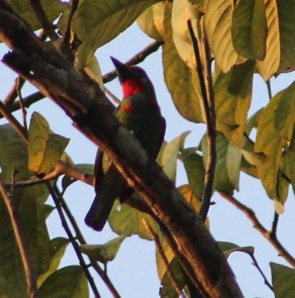 Red-throated Barbet