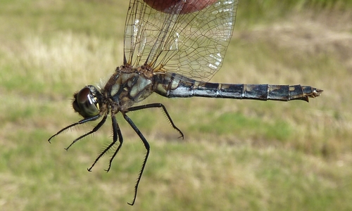 Black Meadowhawk