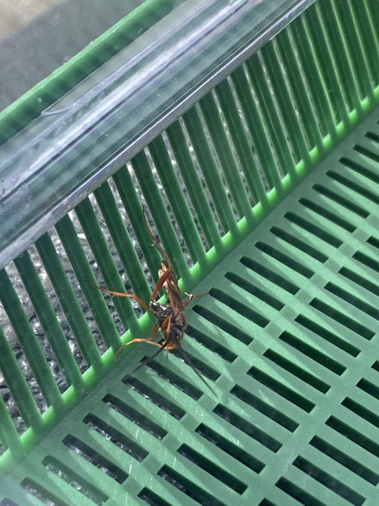 Ichneumonid Wasps from Johnson County, US-WY, US on June 20, 2021 at 10 ...