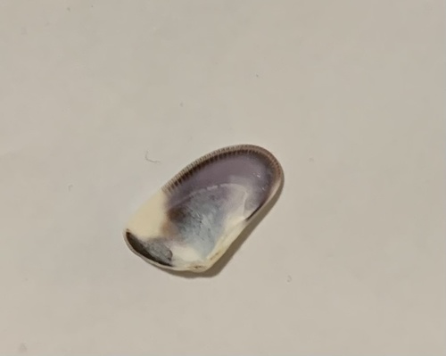 photo of Gould Beanclam (Donax gouldii)