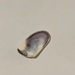 photo of Gould Beanclam (Donax gouldii)