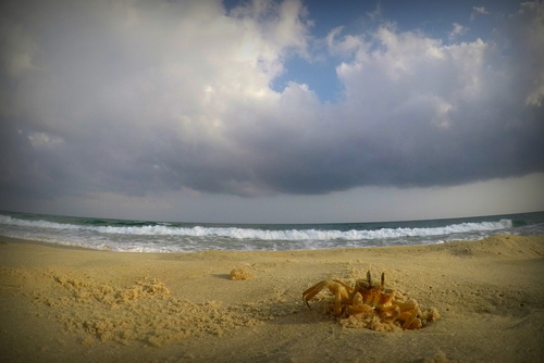 Tufted Ghost Crab