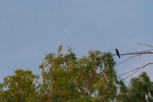 European Bee-eater