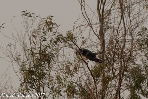 Black-winged Kite