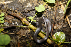 Image of Geophis hoffmanni