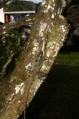 Basiliscus basiliscus image