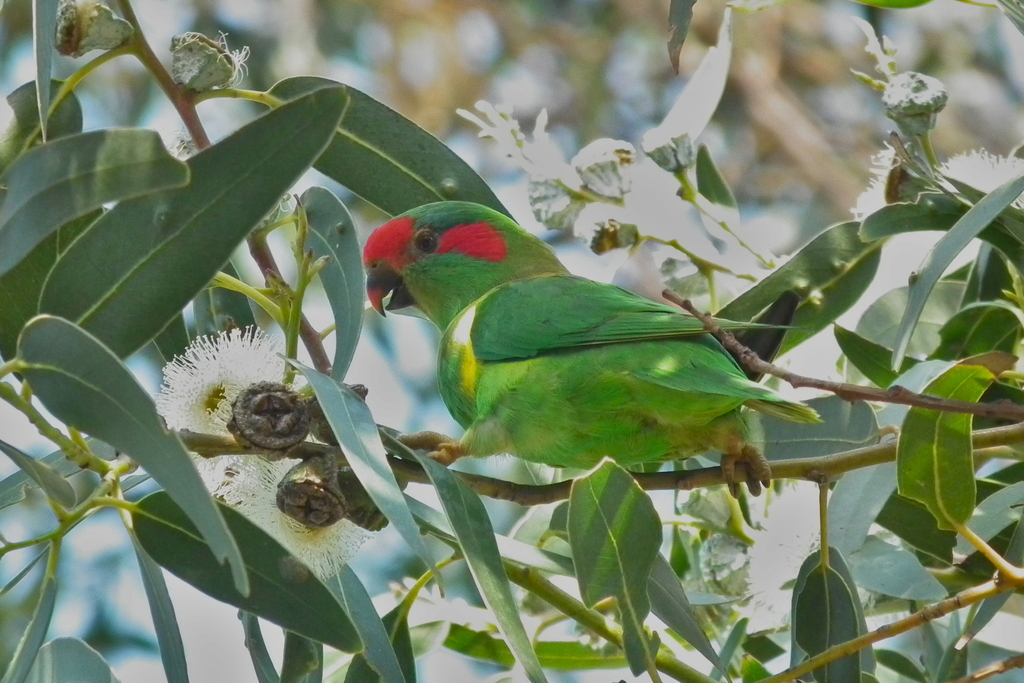 Musk Lorikeet from Bicheno TAS 7215, Australia on March 4, 2014 at 11: ...