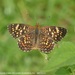 Phyciodes mylitta thebais - Photo (c) Juan Carlos Garcia Morales, all rights reserved, uploaded by Juan Carlos Garcia Morales