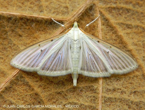 Four-spotted Palpita Moth