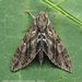 Gemmed Sphinx Moth - Photo (c) Juan Carlos Garcia Morales, all rights reserved, uploaded by Juan Carlos Garcia Morales