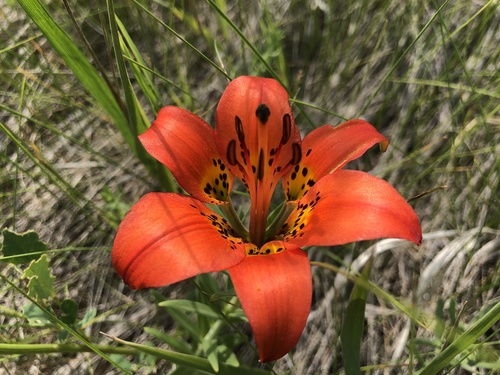 Wood Lily