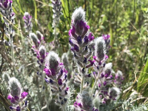 Showy Locoweed