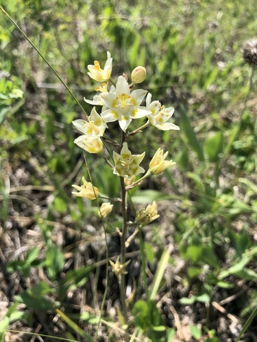 Mountain Deathcamas