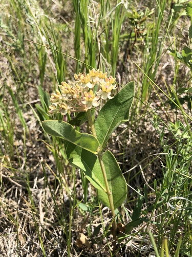 oval-leaved milkweed