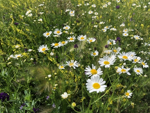 scentless mayweed