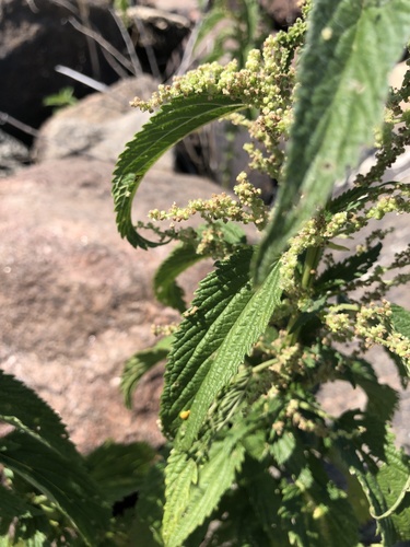American stinging nettle