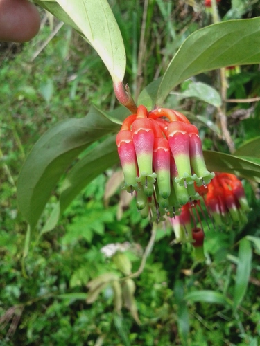 Psammisia sodiroi image