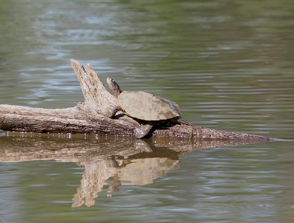 Ouachita Map Turtle in July 2021 by jimmountjoy · iNaturalist