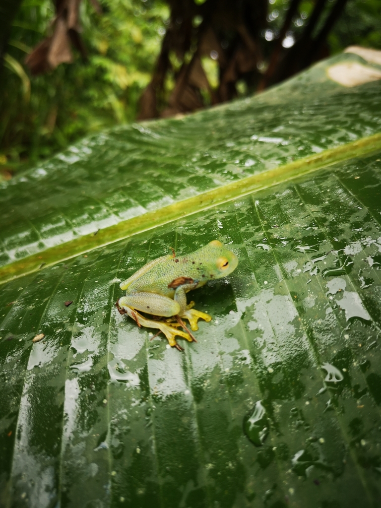 Grainy Cochran Frog from Provincia de Alajuela, Bijagua de Upala, Costa ...