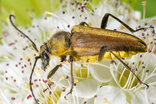 Yellow Velvet Beetle