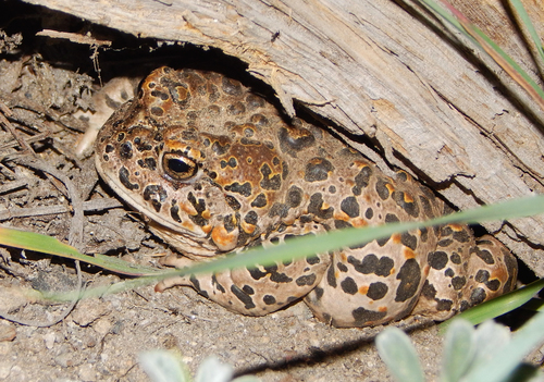 iNaturalist observation photo of Yosemite Toad
