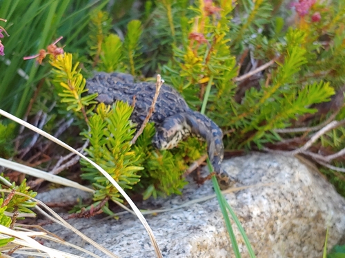 iNaturalist observation photo of Yosemite Toad