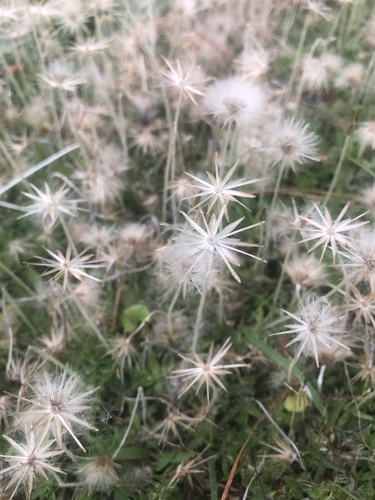 Chevreulia acuminata Less.