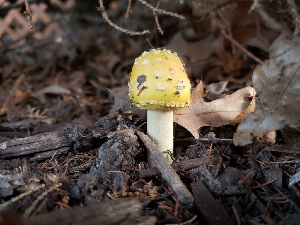 Amanita muscaria<br>16 October, 2024