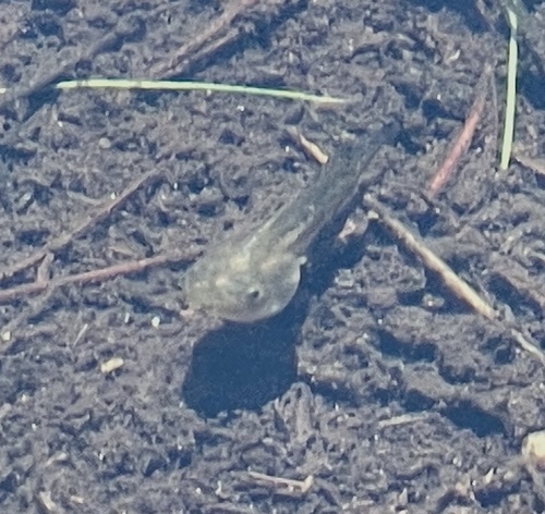iNaturalist observation photo of Pacific chorus frog