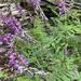 Alpine Sweet-Vetch - Photo (c) snyders, all rights reserved