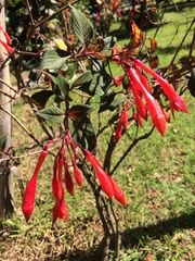 Fuchsia triphylla image