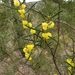 Acacia lanigera whanii - Photo (c) Michael Cincotta, all rights reserved, uploaded by Michael Cincotta
