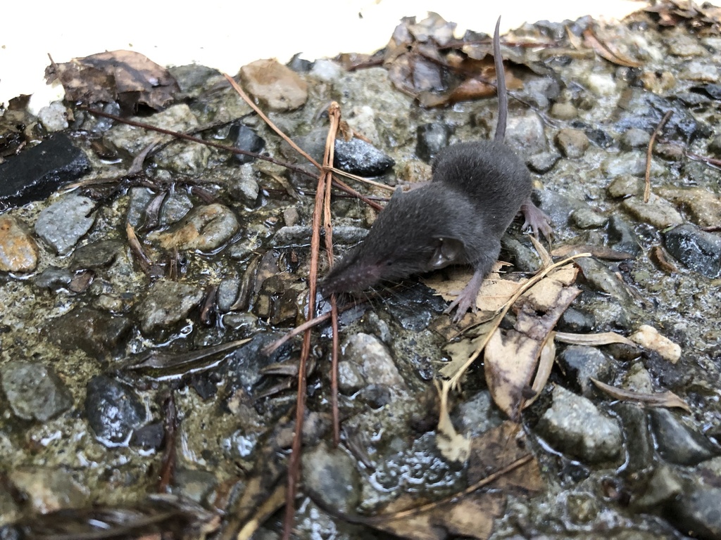 Lesser Taiwanese Shrew