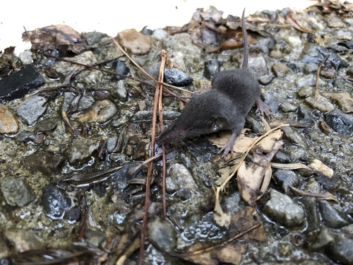 Lesser Taiwanese Shrew (Chodsigoa sodalis) — Data Deficient Mammalia
