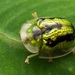Green Tortoise Beetle - Photo (c) Marco Chan, all rights reserved, uploaded by Marco Chan