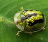 Green Tortoise Beetle - Photo (c) Marco Chan, all rights reserved, uploaded by Marco Chan