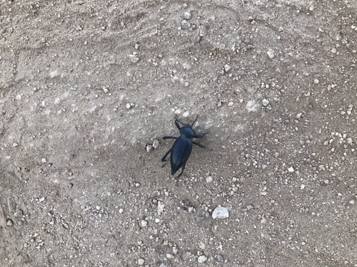 photo of Desert Stink Beetles (Eleodes)
