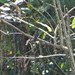 Contopus cinereus cinereus - Photo (c) ABREU, F. A. S., όλα τα δικαιώματα διατηρούνται, uploaded by ABREU, F. A. S.