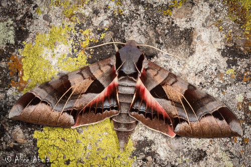 Typhon Sphinx