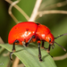 Reddish Potato Beetle - Photo (c) Alice Abela, all rights reserved